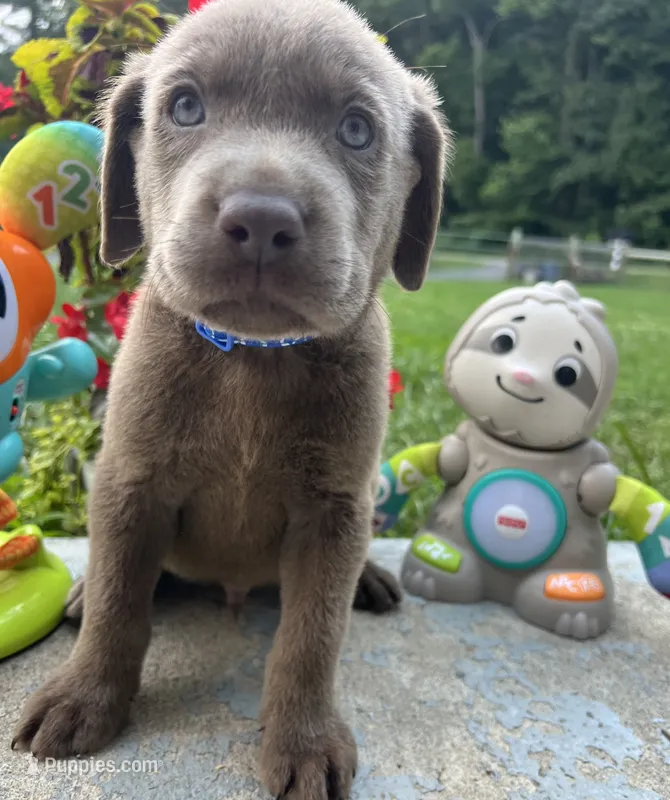 Ready to Go AKC Silver Labrador Retriever  – Labrador Retriever puppy for sale in White Sulphur Springs, WV
