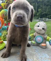 Ready to Go AKC Silver Labrador Retriever , a male Labrador Retriever for sale in White Sulphur Springs, WV – 1 of 2