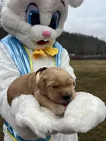 AKC Golden Retriever , a male Golden Retriever for sale in White Sulphur Springs, WV – Photo 1 of 2