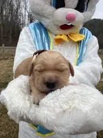 AKC Golden Retriever , a male Golden Retriever for sale in White Sulphur Springs, WV – Photo 2 of 2