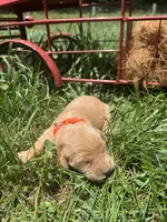 AKC Golden Retriever , a male Golden Retriever for sale in White Sulphur Springs, WV – 2 of 2