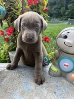 Ready to Go Labrador Retriever , a female Labrador Retriever for sale in White Sulphur Springs, WV – 2 of 2