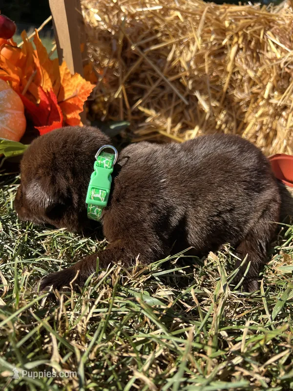 AKC Chocolate Labrador Retriever  – Labrador Retriever puppy for sale in White Sulphur Springs, WV