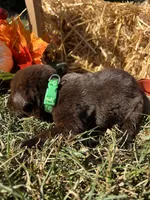 AKC Chocolate Labrador Retriever , a female Labrador Retriever for sale in White Sulphur Springs, WV – 1 of 2