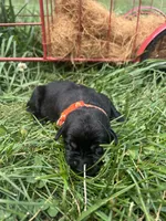 AKC Black Labrador Retriever , a male Labrador Retriever for sale in White Sulphur Springs, WV – 2 of 2