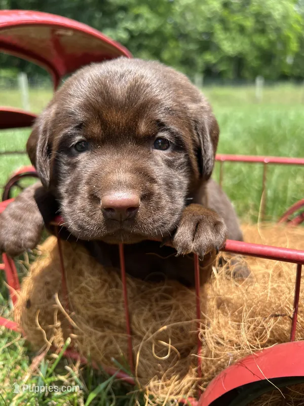 AKC Chocolate Labrador Retriever  – Labrador Retriever puppy for sale in White Sulphur Springs, WV