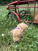 AKC Golden Retriever , a female Golden Retriever for sale in White Sulphur Springs, WV – 2 of 2
