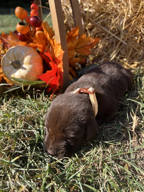 AKC Chocolate Labrador Retriever  – Labrador Retriever puppy for sale in White Sulphur Springs, WV