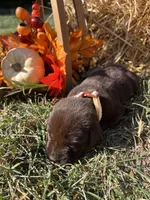 AKC Chocolate Labrador Retriever , a female Labrador Retriever for sale in White Sulphur Springs, WV – 1 of 2