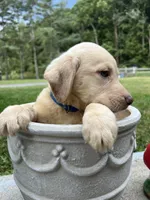 Discounted Ready to Go AKC Labrador Retriever , a male Labrador Retriever for sale in White Sulphur Springs, WV – 2 of 2