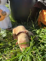 AKC Golden Retriever , a male Golden Retriever for sale in White Sulphur Springs, WV – 2 of 2
