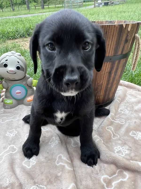 Discounted Ready to Go Black Labrador Retriever  – Labrador Retriever puppy for sale in White Sulphur Springs, WV
