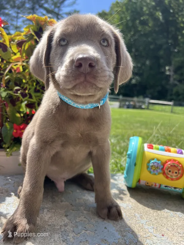 Ready to Go AKC Silver Labrador Retriever  – Labrador Retriever puppy for sale in White Sulphur Springs, WV