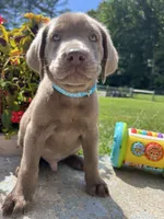 Ready to Go AKC Silver Labrador Retriever , a male Labrador Retriever for sale in White Sulphur Springs, WV – 1 of 2