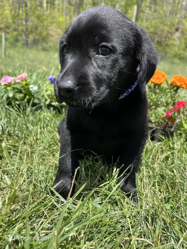 Ready to Go AKC Labrador Retriever  – Labrador Retriever puppy for sale in White Sulphur Springs, WV