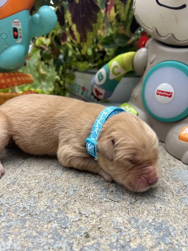 AKC Golden Retriever  – Golden Retriever puppy for sale in White Sulphur Springs, WV