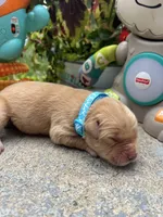 AKC Golden Retriever , a male Golden Retriever for sale in White Sulphur Springs, WV – 1 of 2