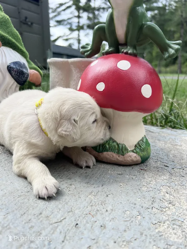 AKC Russian Cream Golden Retriever  – Golden Retriever puppy for sale in White Sulphur Springs, WV