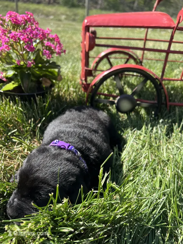 AKC Labrador Retriever  – Labrador Retriever puppy for sale in White Sulphur Springs, WV