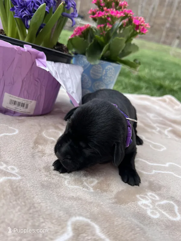 AKC Labrador Retriever  – Labrador Retriever puppy for sale in White Sulphur Springs, WV