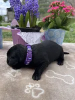 AKC Labrador Retriever , a female Labrador Retriever for sale in White Sulphur Springs, WV – Photo 2 of 2