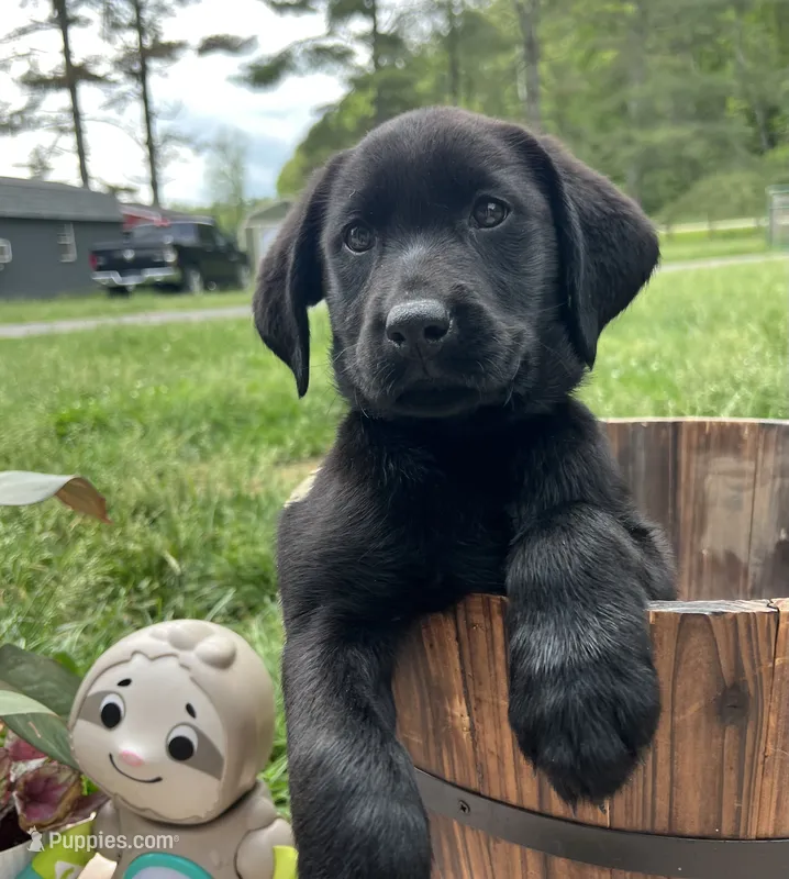 Discounted Ready to Go AKC Labrador Retriever  – Labrador Retriever puppy for sale in White Sulphur Springs, WV