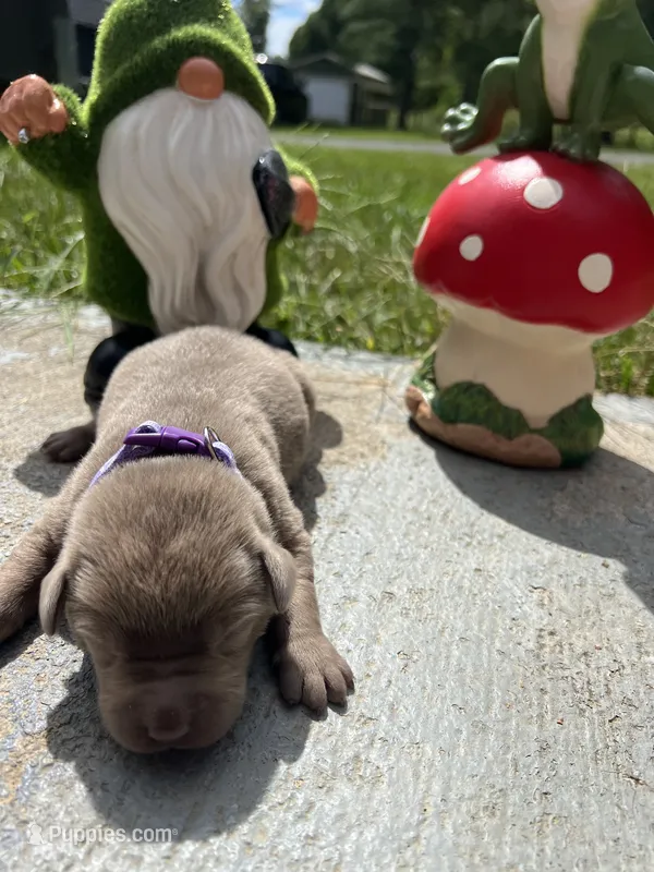 AKC Silver Labrador Retriever  – Labrador Retriever puppy for sale in White Sulphur Springs, WV