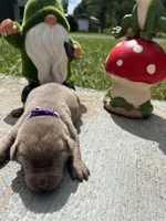AKC Silver Labrador Retriever , a female Labrador Retriever for sale in White Sulphur Springs, WV – 1 of 2