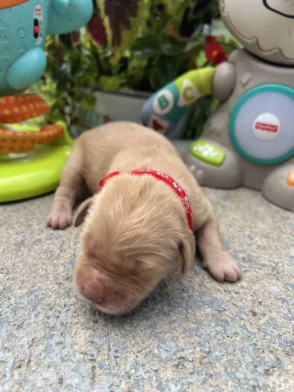 AKC Golden Retriever  – Golden Retriever puppy for sale in White Sulphur Springs, WV