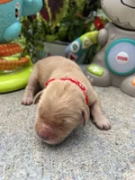 AKC Golden Retriever , a female Golden Retriever for sale in White Sulphur Springs, WV – 1 of 2