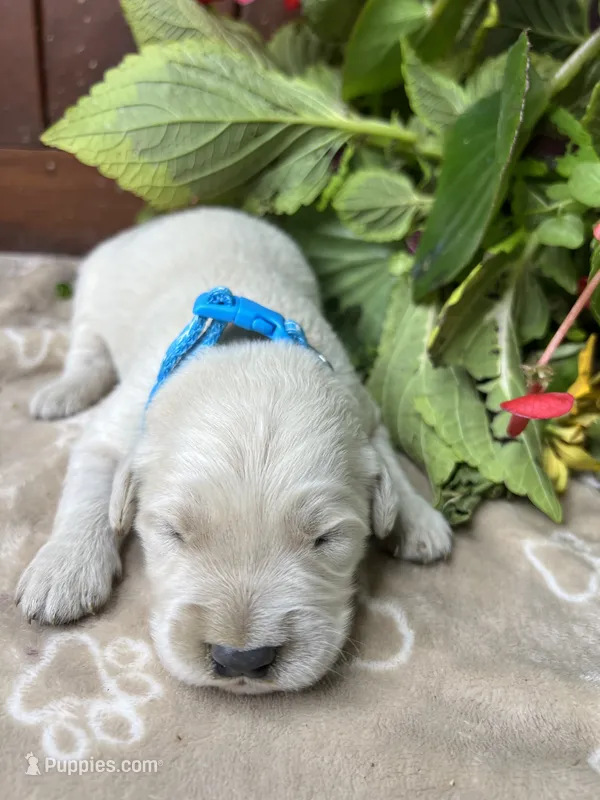 AKC GOLDEN RETRIEVER  – Golden Retriever puppy for sale in White Sulphur Springs, WV