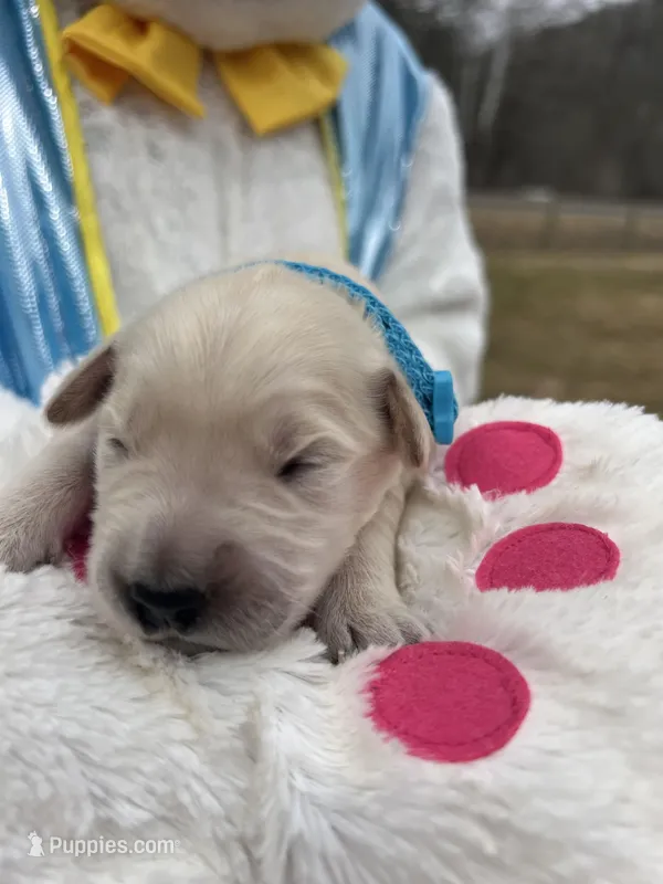 AKC Cream Golden Retriever  – Golden Retriever puppy for sale in White Sulphur Springs, WV