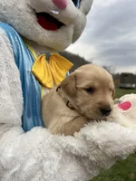 AKC Golden Retriever , a male Golden Retriever for sale in White Sulphur Springs, WV – Photo 2 of 2
