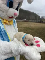 AKC Cream Golden Retriever , a male Golden Retriever for sale in White Sulphur Springs, WV – Photo 2 of 2