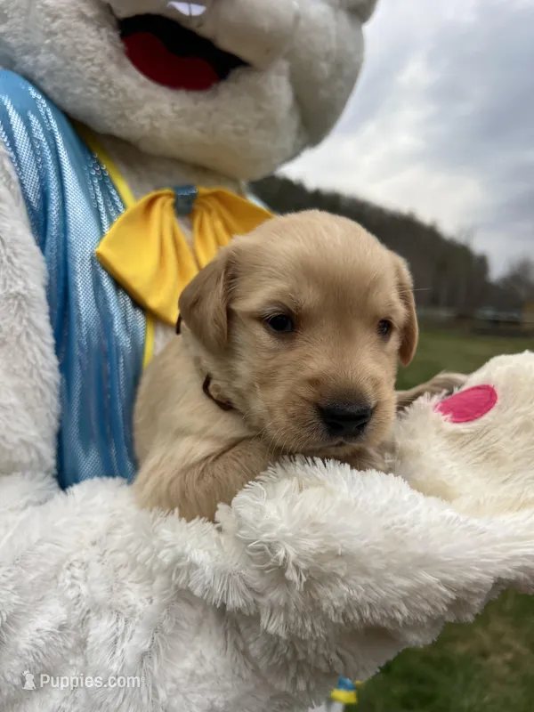 AKC Golden Retriever  – Golden Retriever puppy for sale in White Sulphur Springs, WV