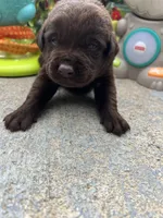 AKC Labrador Retriever , a male Labrador Retriever for sale in White Sulphur Springs, WV – 2 of 2