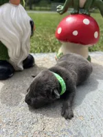 AKC Charcoal Labrador Retriever , a male Labrador Retriever for sale in White Sulphur Springs, WV – 2 of 2