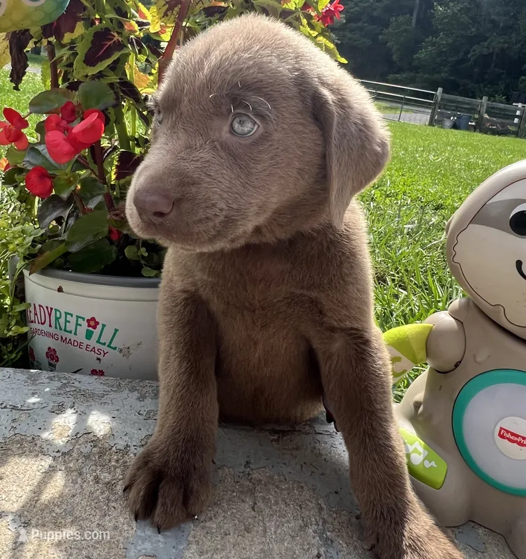 Ready to Go AKC Labrador Retriever  – Labrador Retriever puppy for sale in White Sulphur Springs, WV