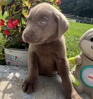 Ready to Go AKC Labrador Retriever , a male Labrador Retriever for sale in White Sulphur Springs, WV – 1 of 2