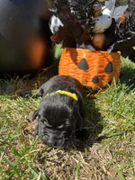 AKC Black Labrador Retriever , a male Labrador Retriever for sale in White Sulphur Springs, WV – 2 of 2