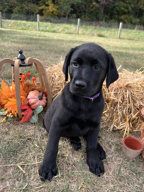 Ready to Go AKC Labrador Retriever  – Labrador Retriever puppy for sale in White Sulphur Springs, WV