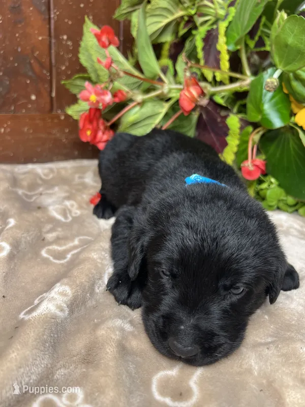 AKC Black Labrador Retriever  – Labrador Retriever puppy for sale in White Sulphur Springs, WV