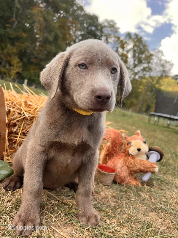Discounted Ready to Go AKC Silver Labrador Retriever  – Labrador Retriever puppy for sale in White Sulphur Springs, WV