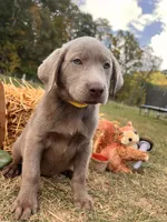 Discounted Ready to Go AKC Silver Labrador Retriever , a male Labrador Retriever for sale in White Sulphur Springs, WV – 1 of 2