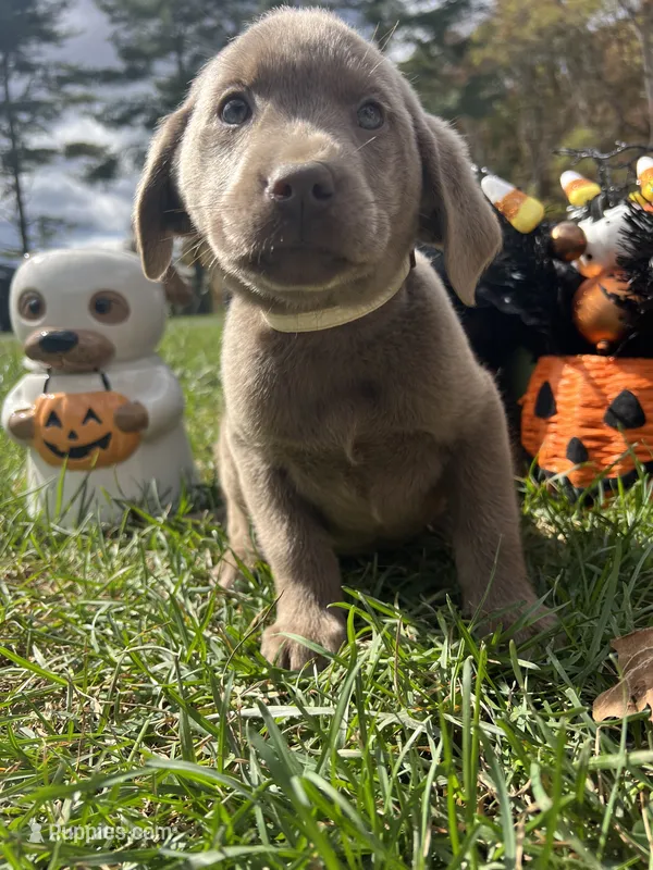 Ready to Go Home AKC Silver Labrador Retriever  – Labrador Retriever puppy for sale in White Sulphur Springs, WV