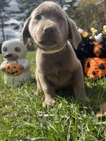 Ready to Go Home AKC Silver Labrador Retriever , a male Labrador Retriever for sale in White Sulphur Springs, WV – 1 of 2