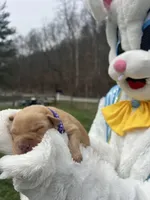 AKC Labrador Retriever , a female Labrador Retriever for sale in White Sulphur Springs, WV – Photo 2 of 2