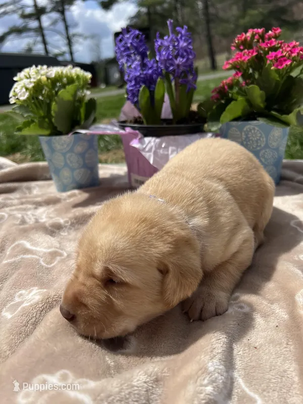 AKC Labrador Retriever  – Labrador Retriever puppy for sale in White Sulphur Springs, WV