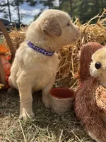 AKC Golden Retriever , a female Golden Retriever for sale in White Sulphur Springs, WV – 2 of 2