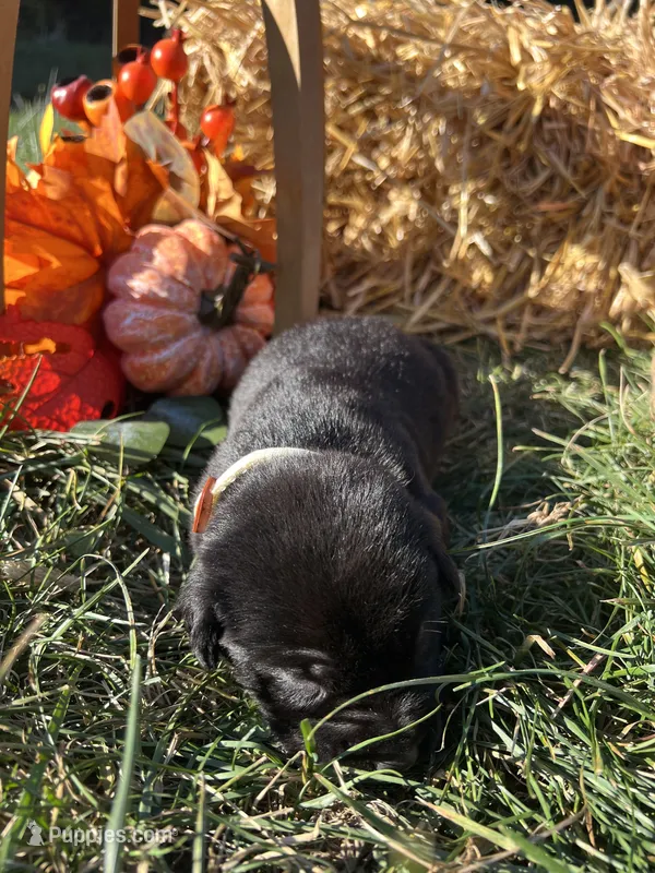 Black Labrador Retriever  – Labrador Retriever puppy for sale in White Sulphur Springs, WV